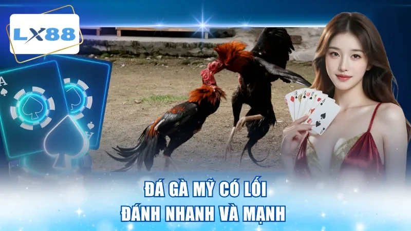 Đá gà mỹ có lối đánh nhanh và mạnh