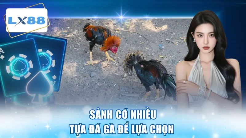 Sảnh có nhiều tựa đá gà để lựa chọn